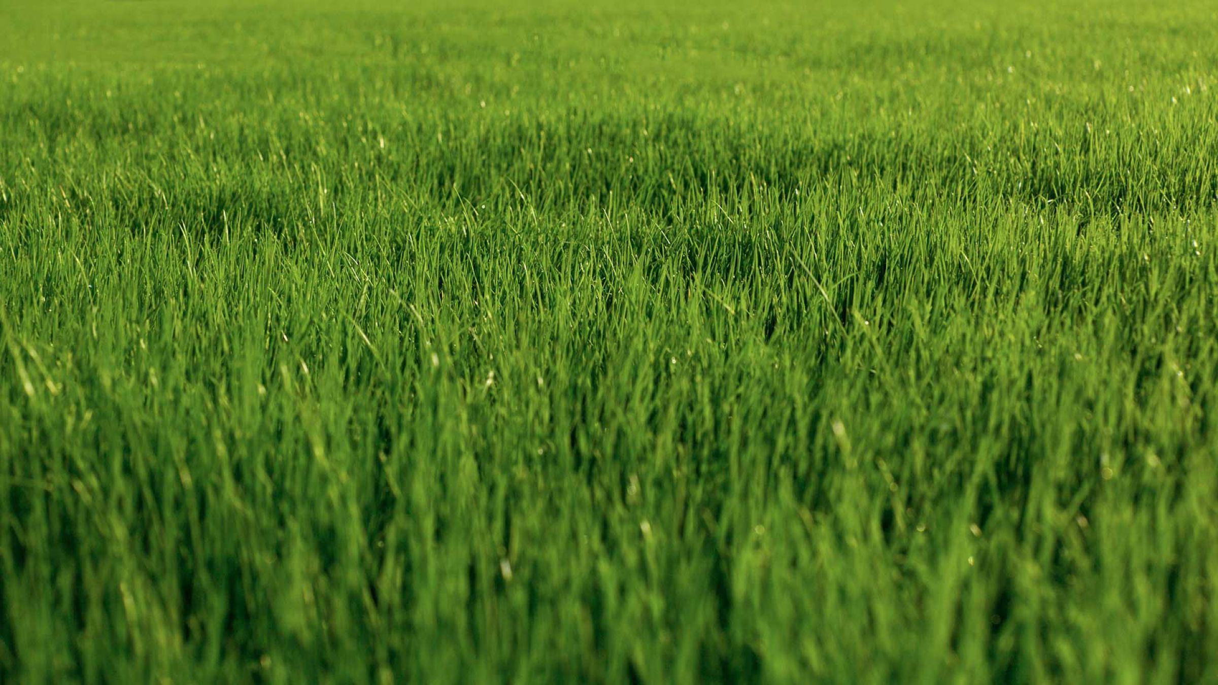 hybridgrass-1