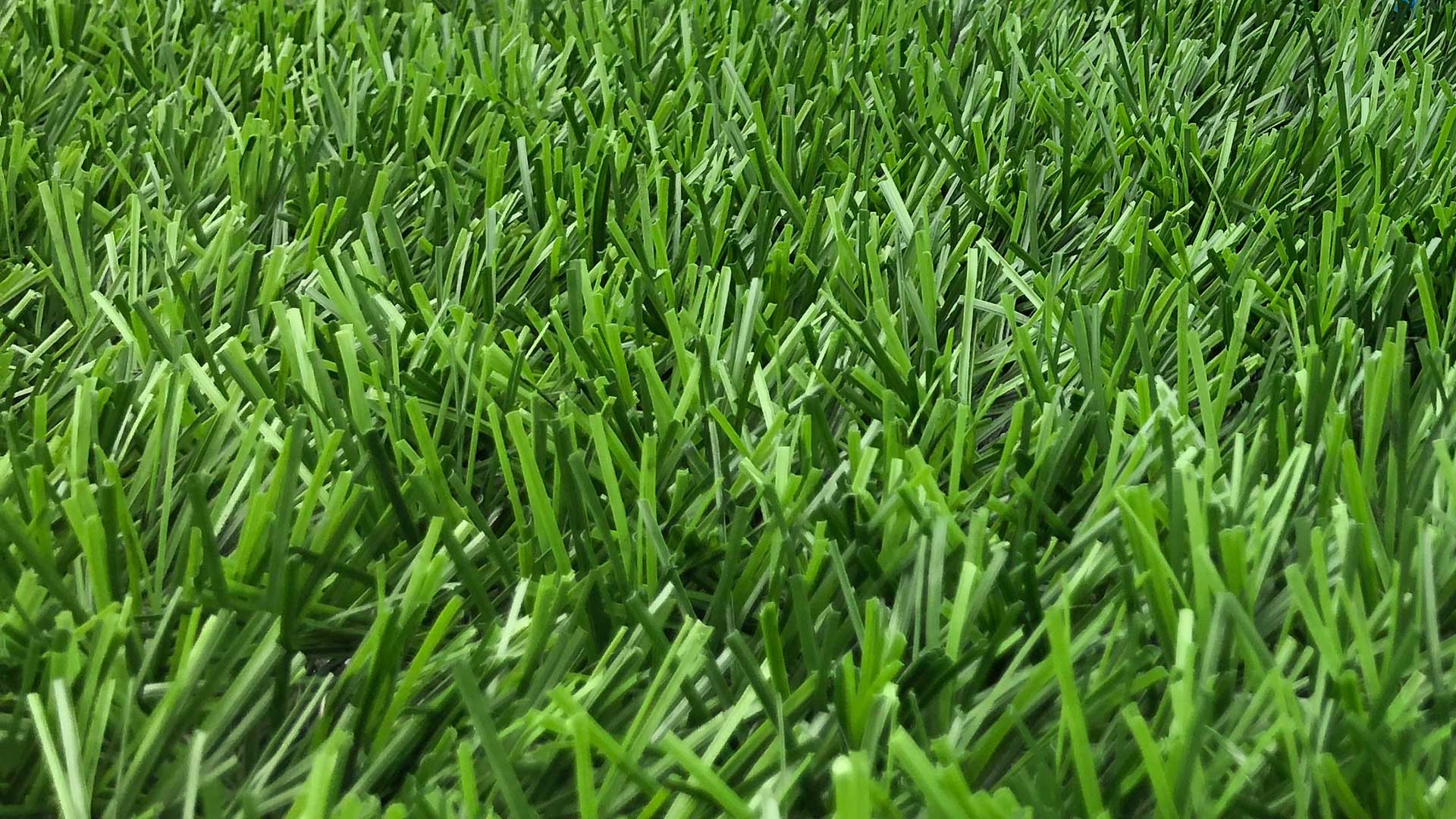 hybridgrass 0